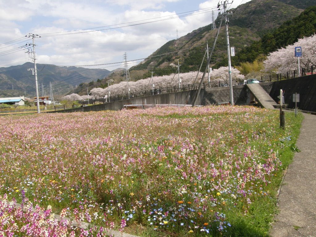 松崎町　那賀川沿い　さくらと花畑 by www.izurainbow.com