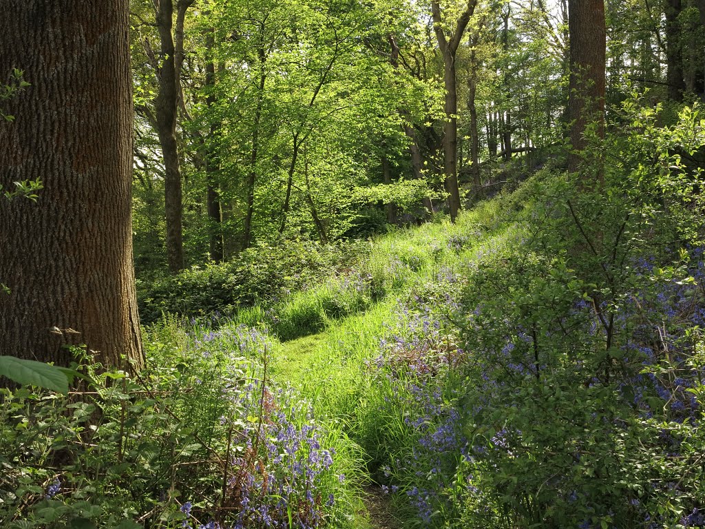 Climbing higher and higher in Lawson's Wood by 2andaTripod