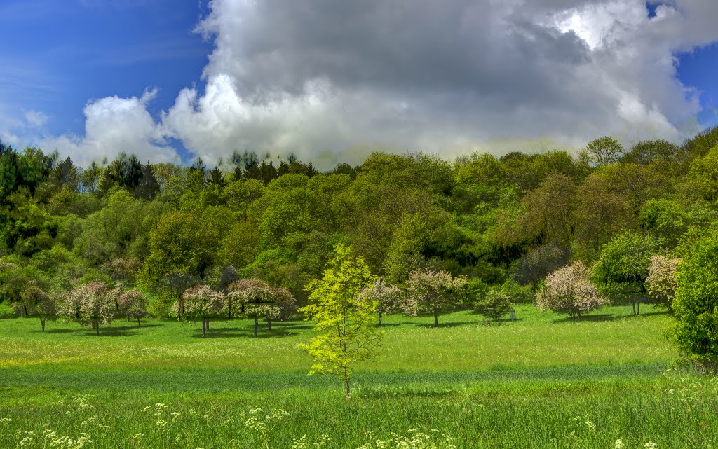 Frühling am Schalkenmehrener Maar by Heinz Peierl