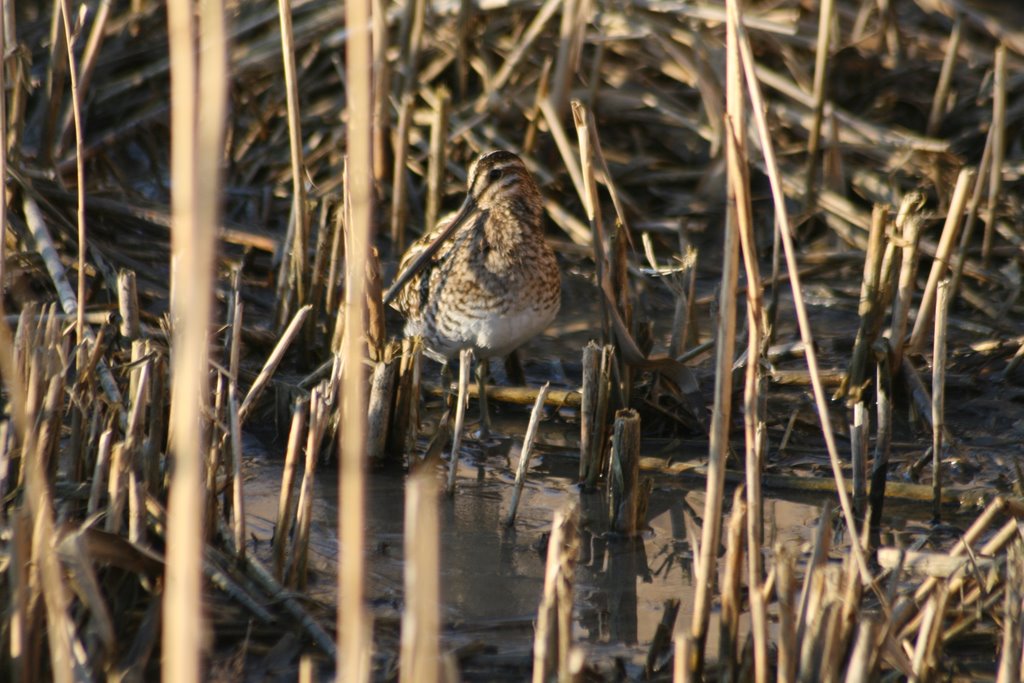 Snipe @ Oostvaardersplassen by PvCfotografie