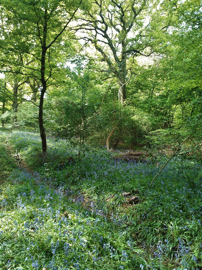 Oxhey Woods by RobBobTun