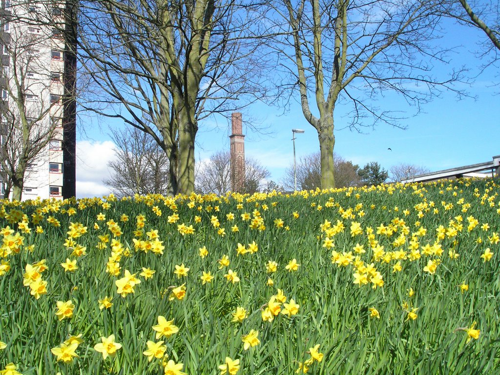 Springtime in Lochee by billdee32