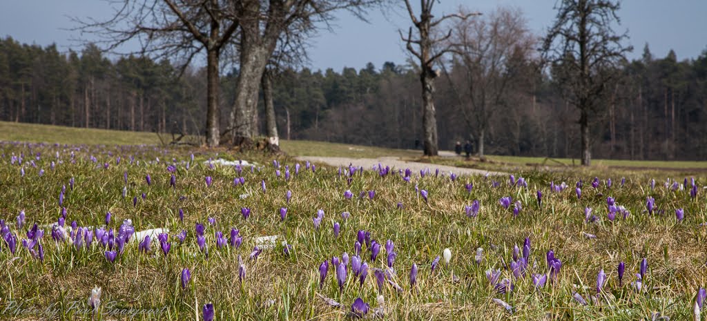 Krokusse in Zavelstein by Paul Spanjaart