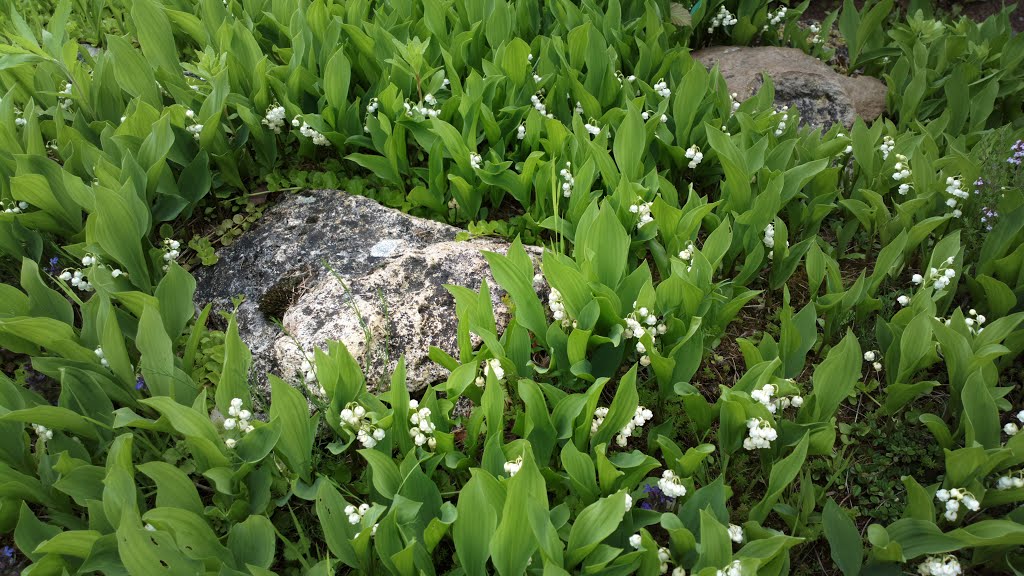 Coussin de muguet by ElRico