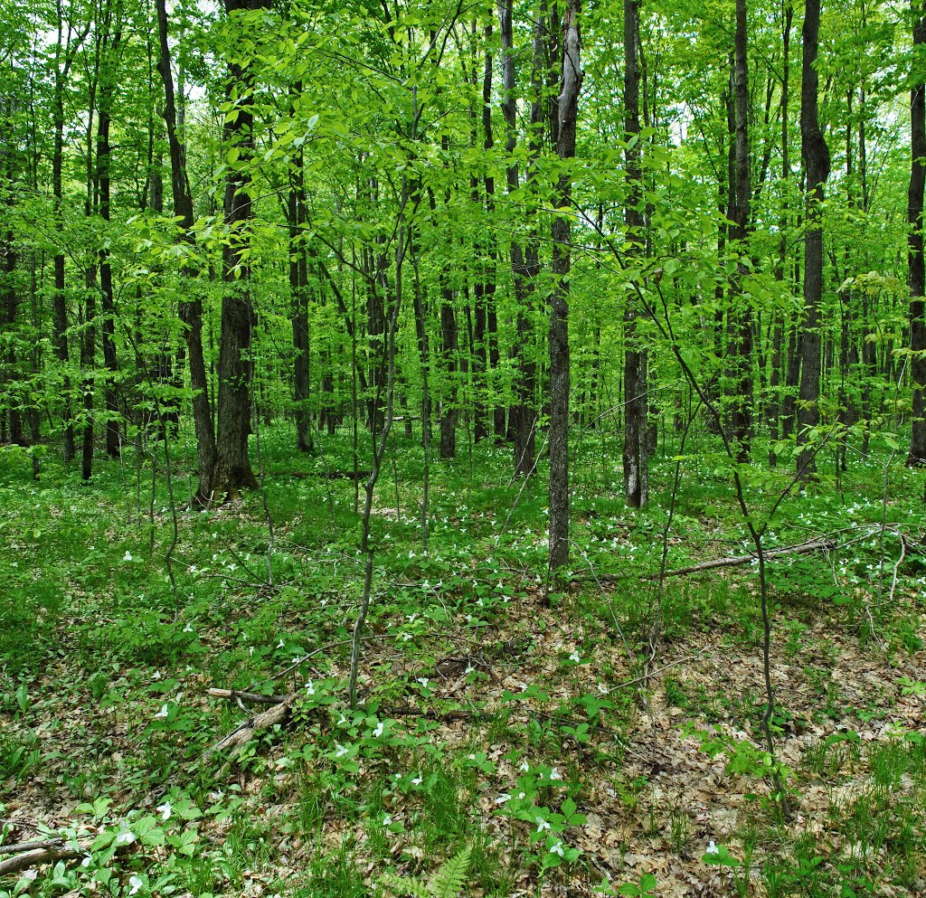 Chequamegon-Nicolet National Forest by Aaron Carlson