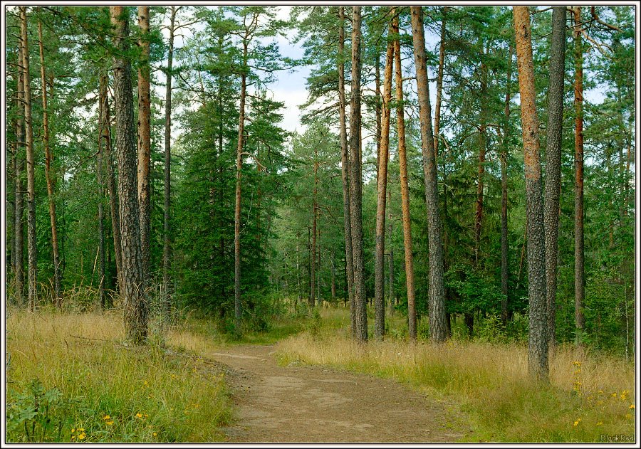 The Path in the Summer Forest (www.blackred.spb.ru) by BlackRed