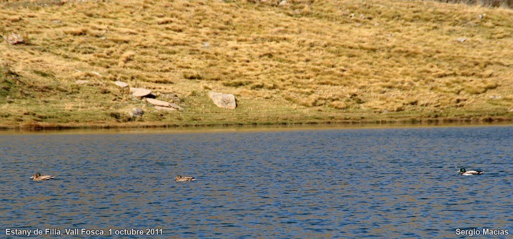 Patos coll verd a 2130 m, en el Estany de Filià. Octubre 2011 by Sergio Macias