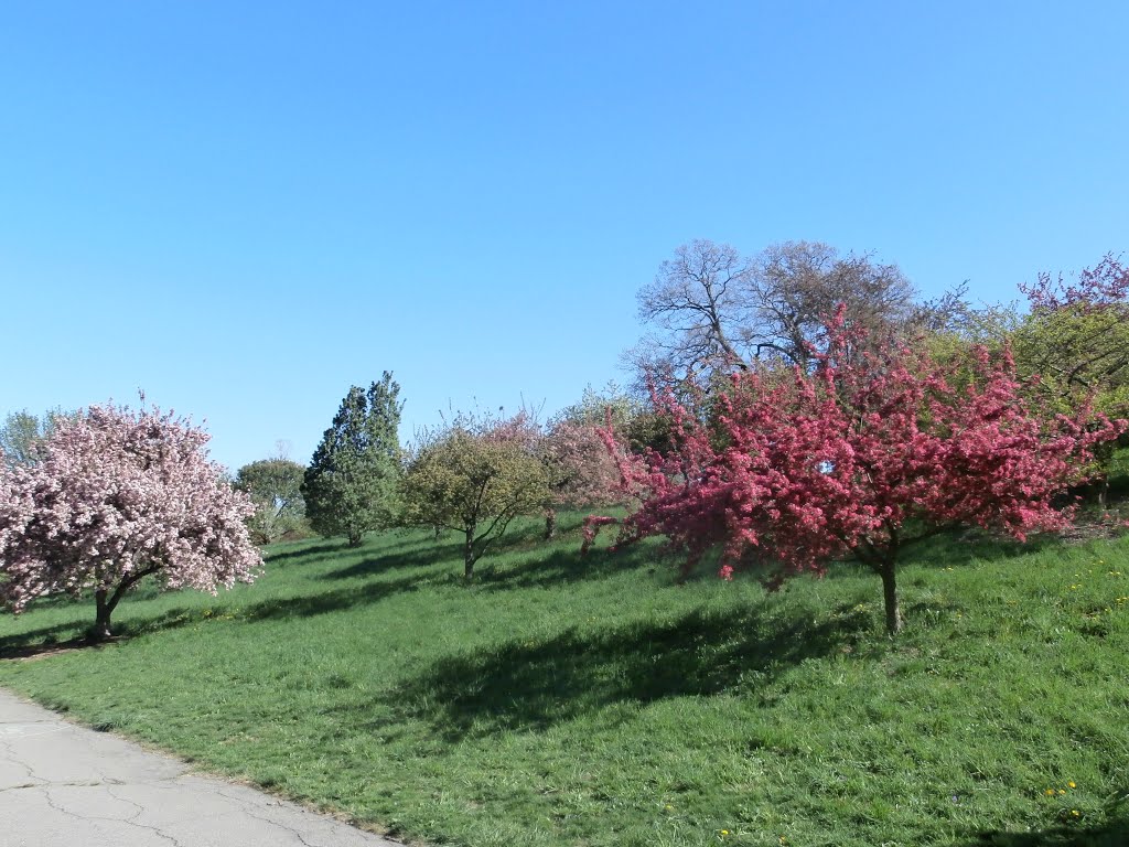 Crabapples on the slope of Peters Hill by chris1073