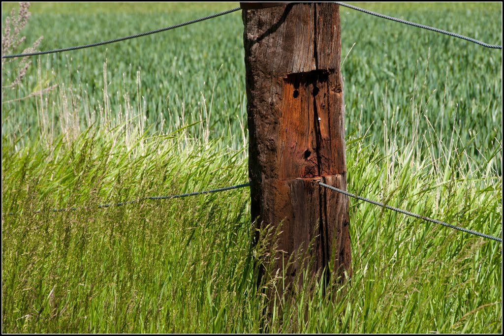 Jo hi veig una travessa de les vies del tren, herba, blat i 2 cables trenats d'acer. by Jordi Cruells Ros