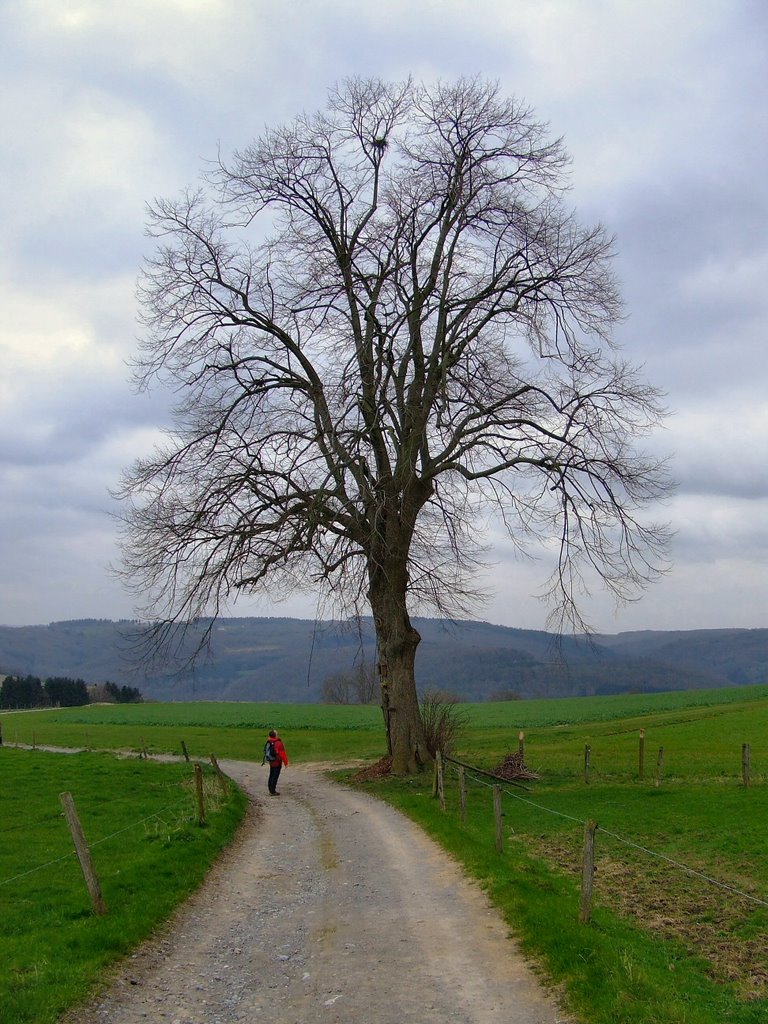 Arbre remarquable à Forêt by manu verpoorten