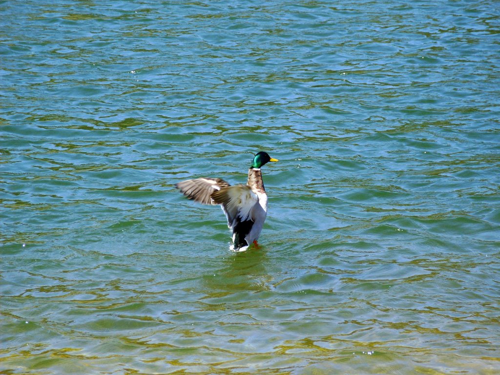 Flapping Mallard by Stephen Scarpaci