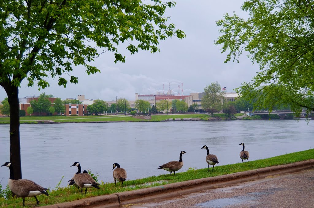 Geese At Wisconsin Rapids by farmbrough