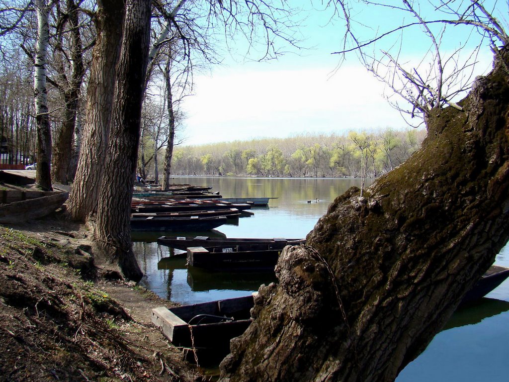 2008.03. - Mártély, Tisza-coastal quietlife 1 by Péter Farsang