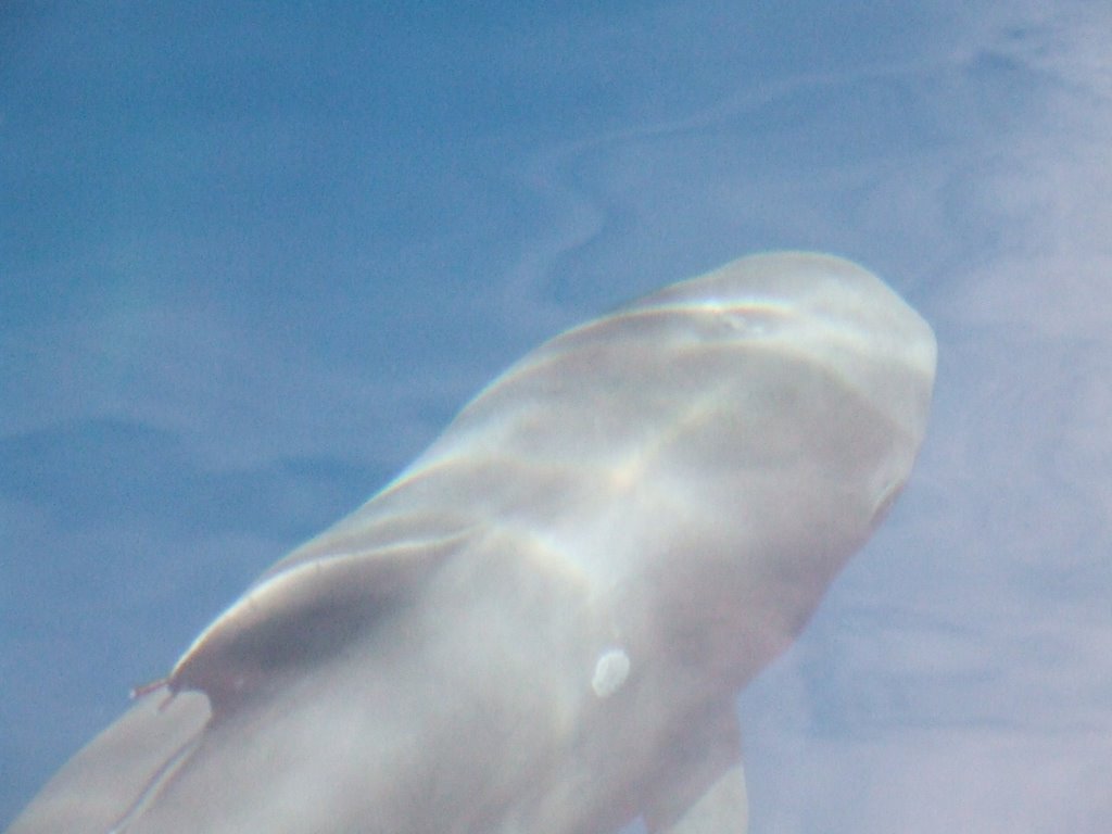 Pilot Whale off Los Gigantes by AndrewDRees