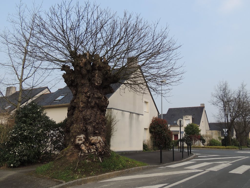 Nantes, têtard dans le lotissement by tofil44