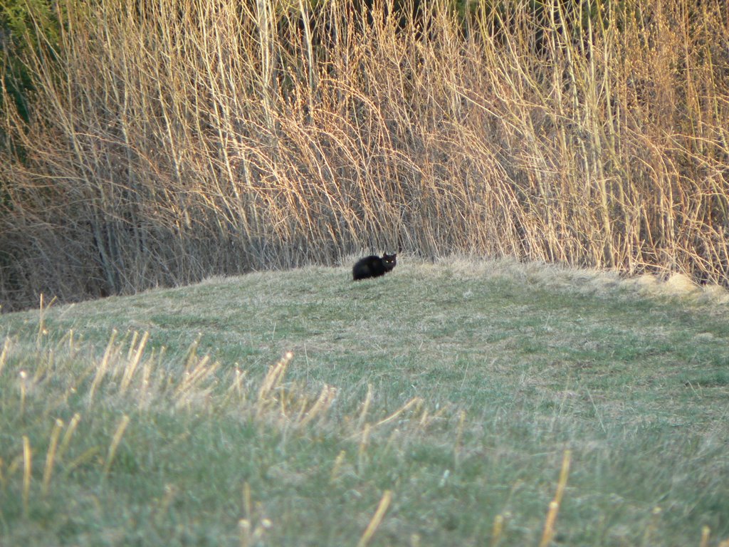 Katze am Gummitsch by Josef Grohs