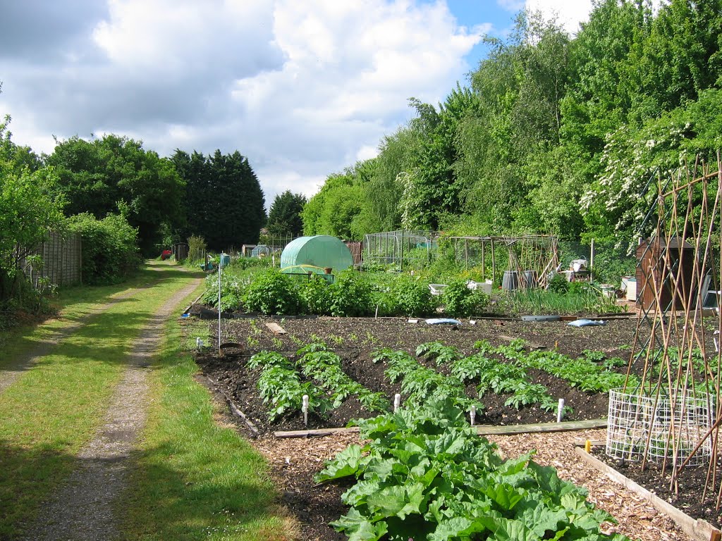 Late Spring on Eagle Close allotments by cford