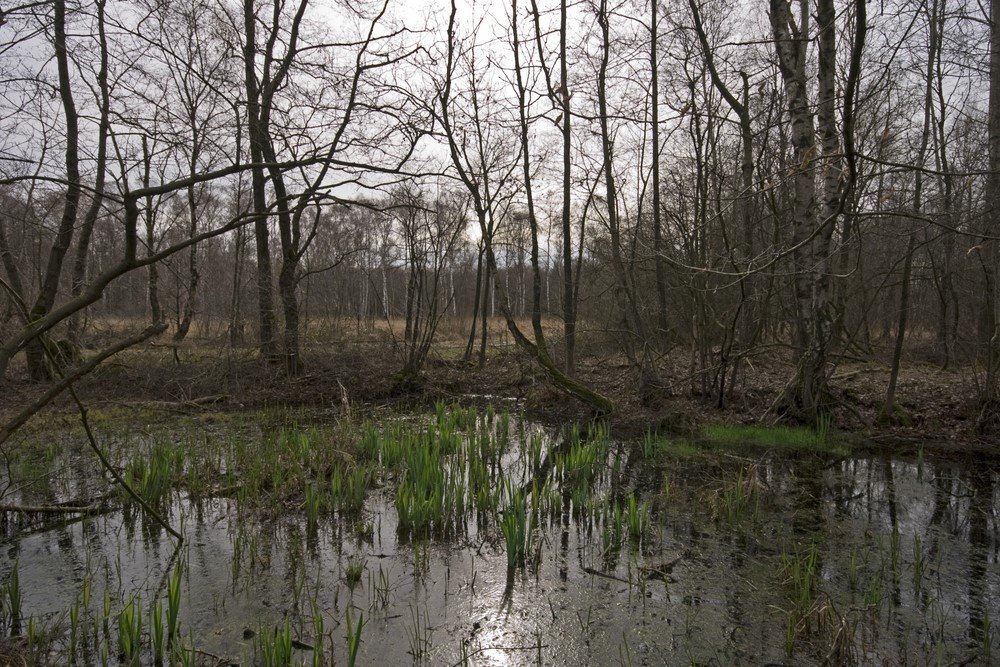 Water like Lead, Mariapeel, Griendtsveen-Helenaveen by Wim Janssen