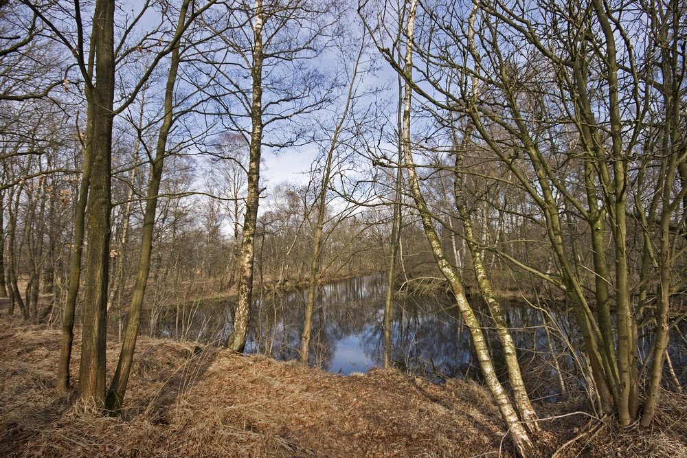 Trees and Black Water, Mariapeel, Griendtsveen-Helenaveen by Wim Janssen