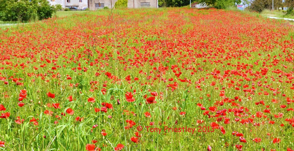 Poppies Galore! by Tony Priestley