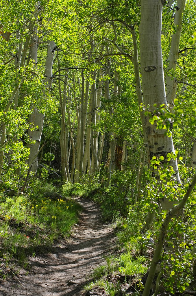 The NF Big Pine trail ~9,200ft, 5/2013 by David Husted