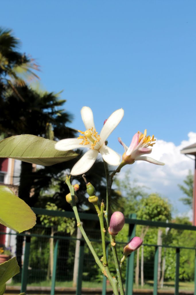 Lemon tree by Francesca Brotto