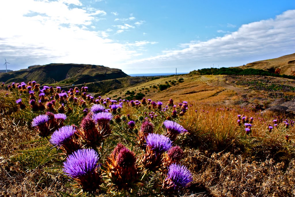 MADEIRA ISLAND SCENERY. by Guizel