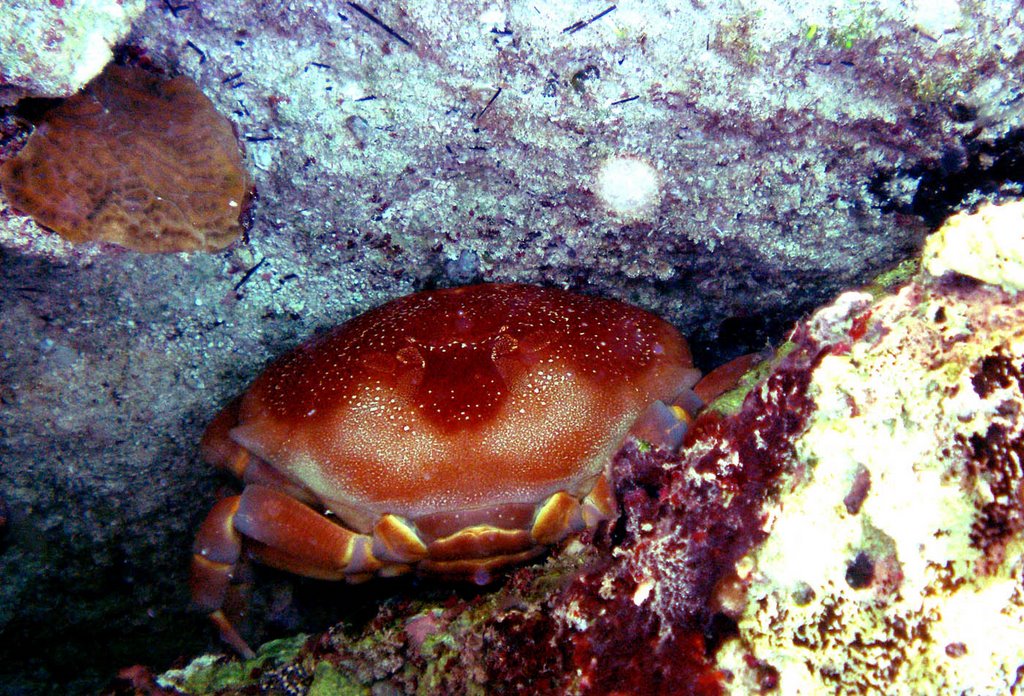 Xcacel, Quintana Roo, Mexico by Antonio Cristerna