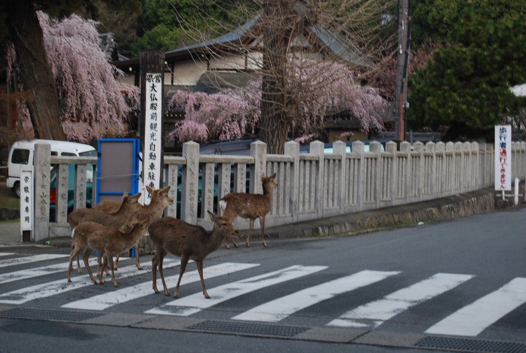 Nara deer xing by madz-kn