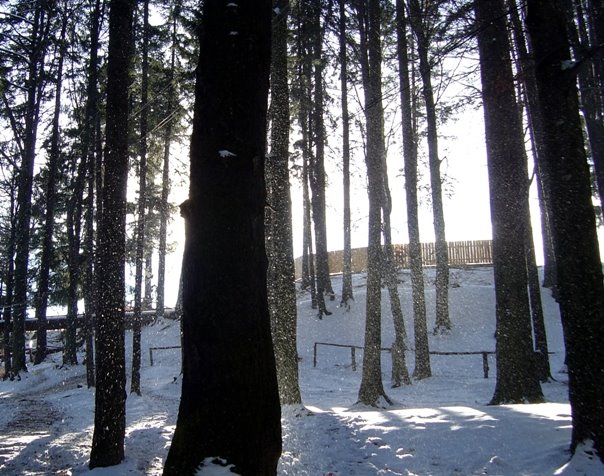 Sunny snowfall into the forest by drinkula