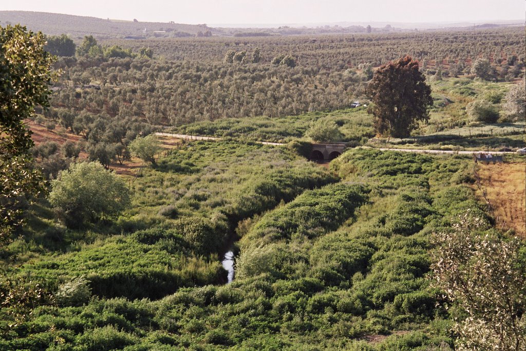 Alcarayon verde (ganadora fotografia medioambiental, pilas 2007) by Fernando J. Ruiz