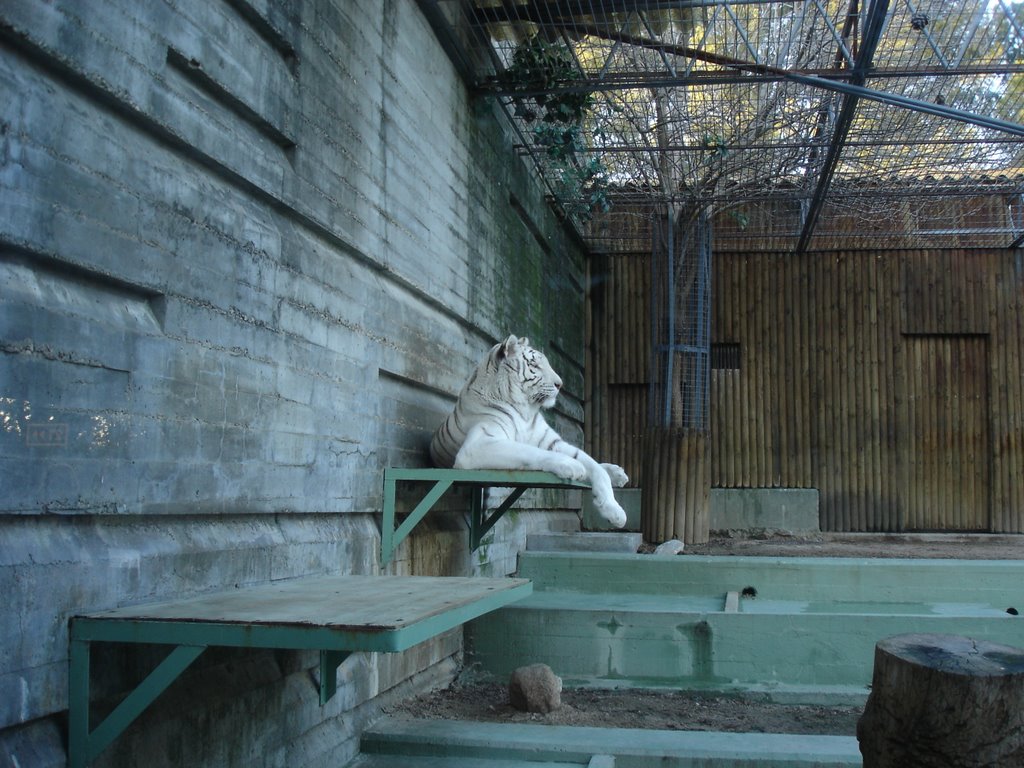 Tigre en el Zoo de Madrid by David S. Maeso