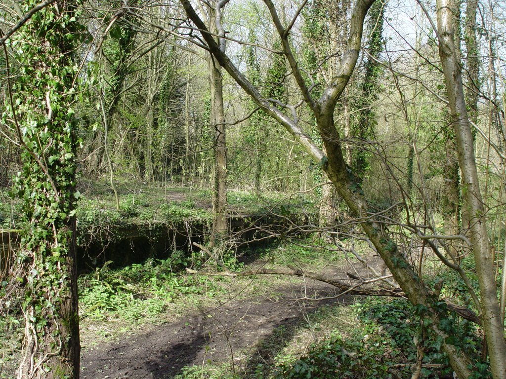 Old Platform, West Meon Station by Christine Elliott