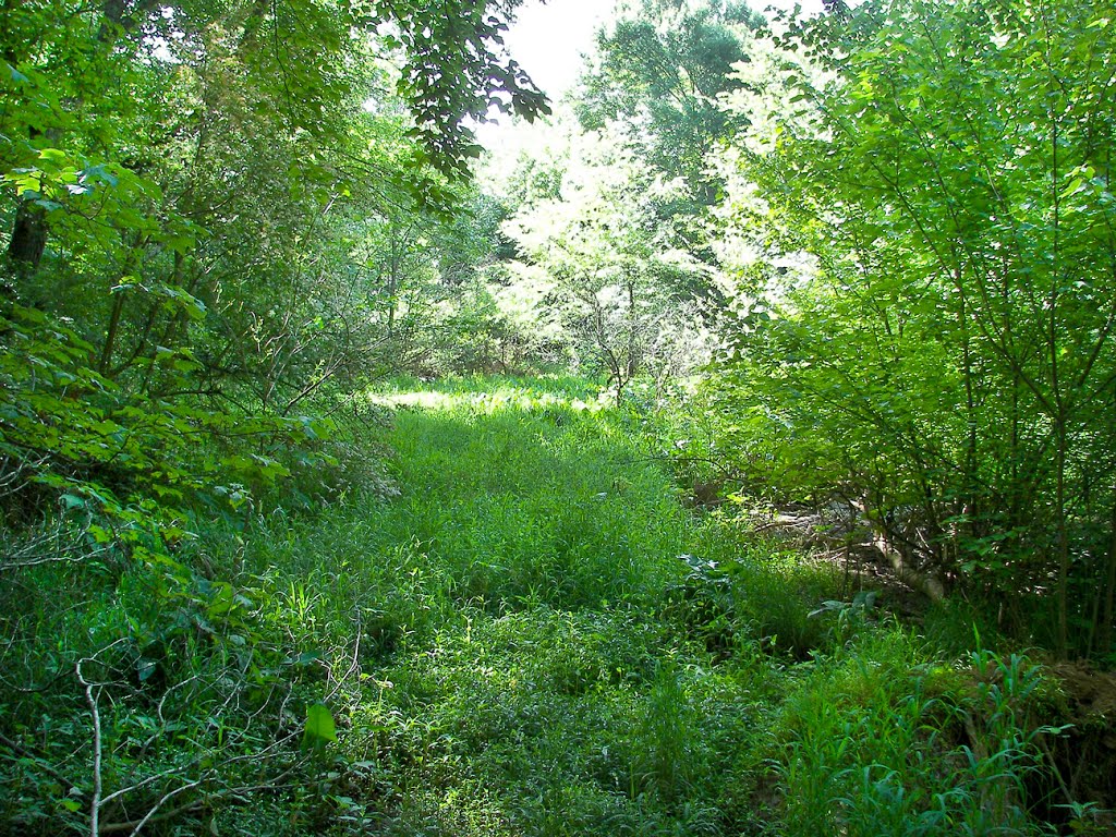 Treefrog Trail by Michael E. Crocker