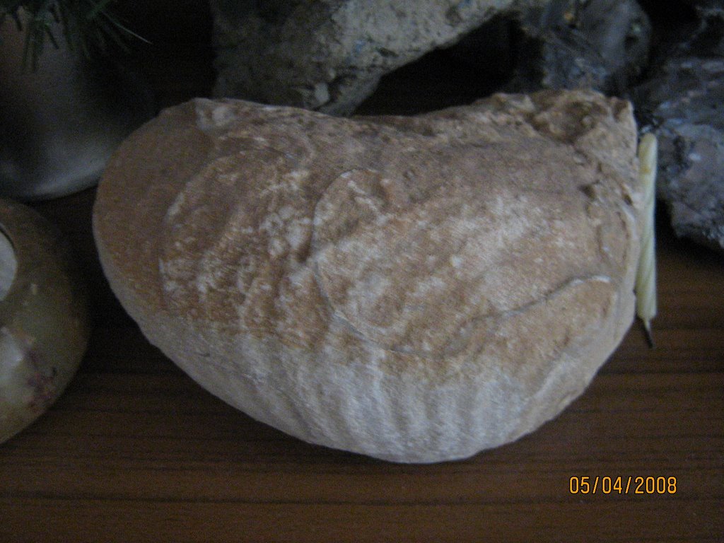 My fossils collection. Fossil from gravel-pit "Zlatna niva" near Shumen, Bulgaria. Моята колекция от фосили. Фосил открит в кариера "Златна нива" край град Шумен. by aticank Nikolay Kole…