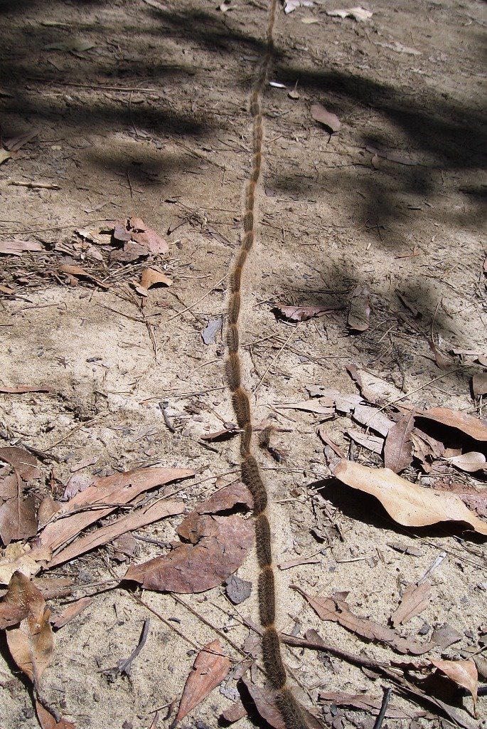 Queue of caterpillars in Noosa National Park, Noosa Heads, Australia by Daniel80