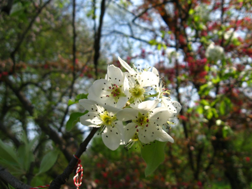 Gradina Botanica by Neacsu Catalin