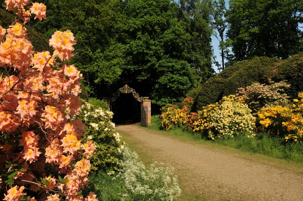 Tuin Azalia,s in laantje Heveadorp by T.v.d.Toorn