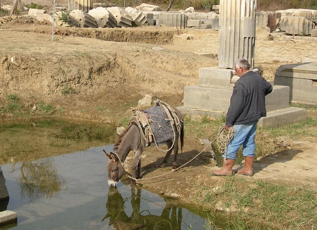 Donkey drinking at Claros by lorimerr