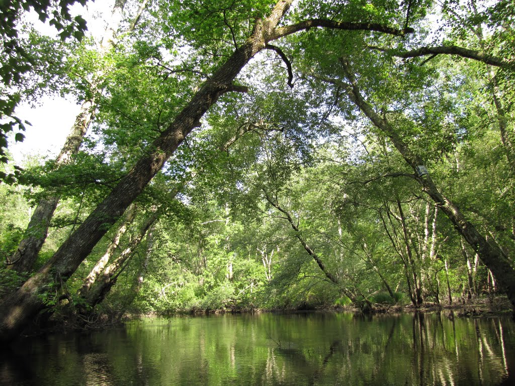 Great Egg Harbor River; Kayaking Downstream by Chris Sanfino