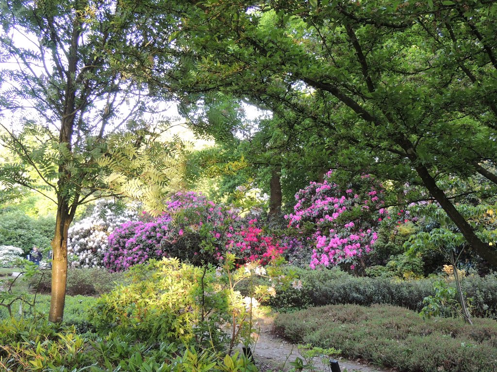 Belmonte Arboretum, Wageningen. by Ria Wentink