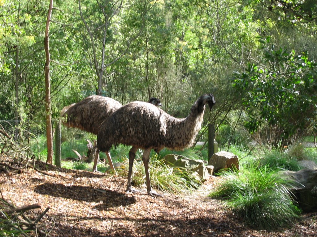 Emus in Healesville Sanctuary by Martin Zustak