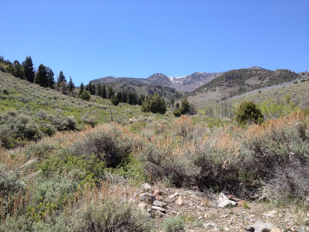 Below Circleville Mountain, Fish Lake National Forest, Utah by nwcamera