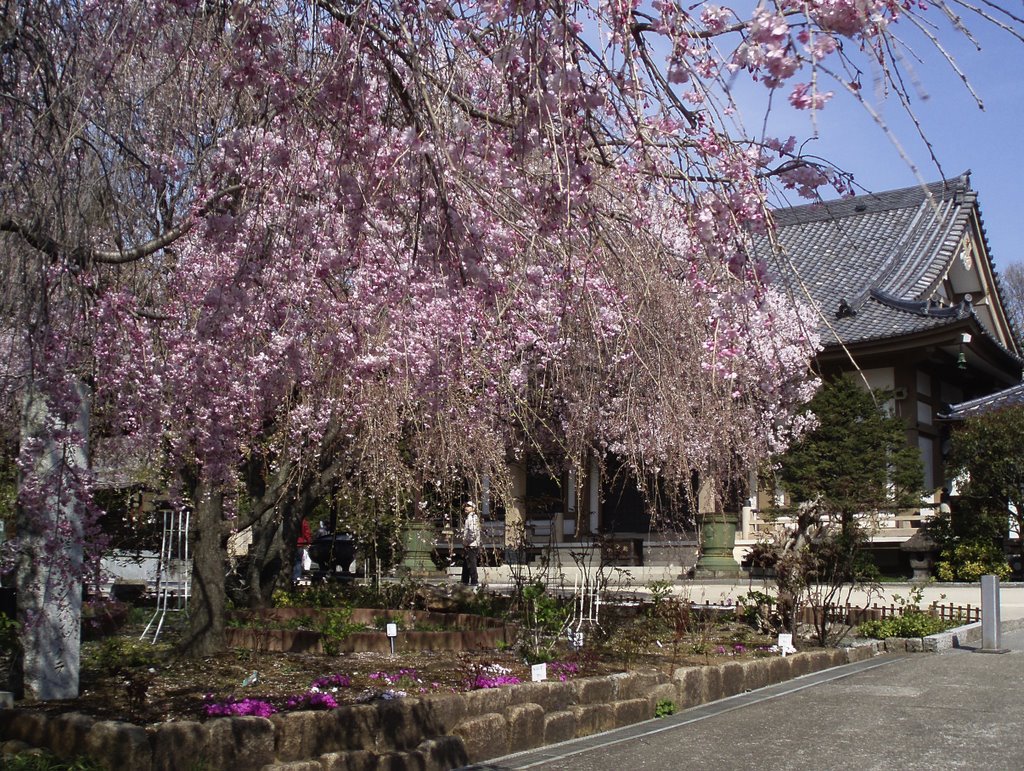 Cherry in Kissho-in Temple by Kiyochan