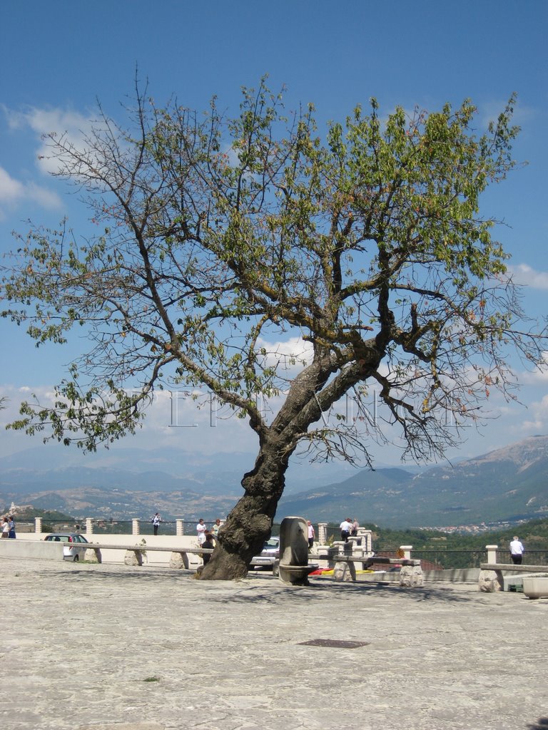 Albero e fontana by peplance