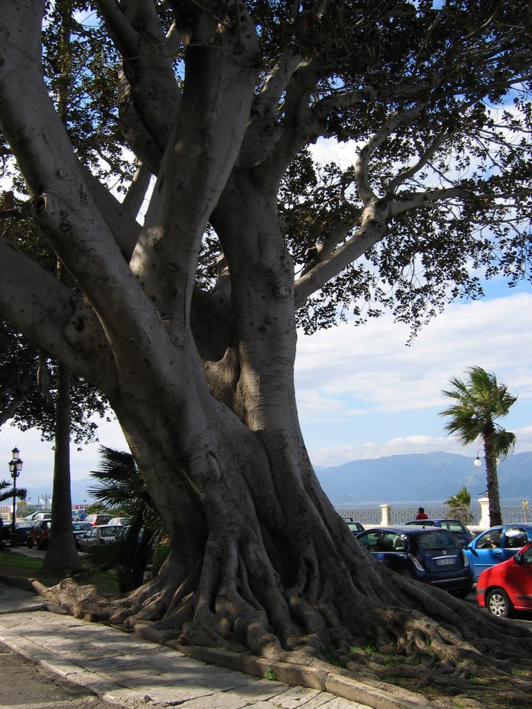 Reggio Calabria - albero secolare con vista sulla Sicilia by Emiliano Massimo Ruà