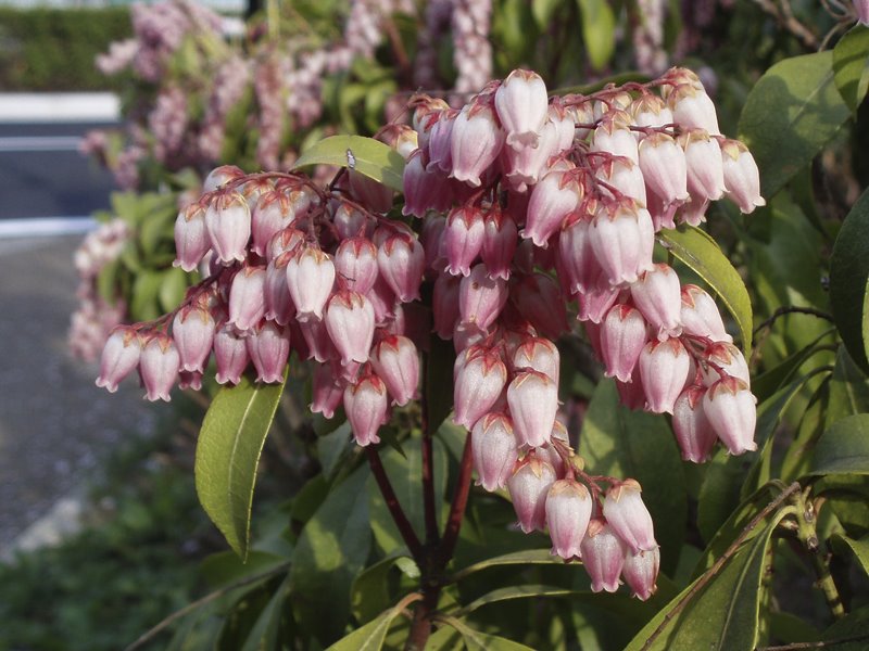 Pieris japonica by Kiyoshi Fujimoto