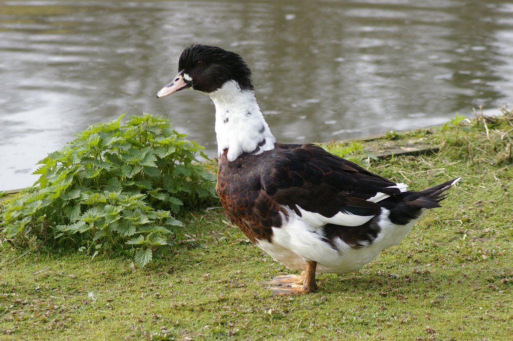 Funny duck by stawka