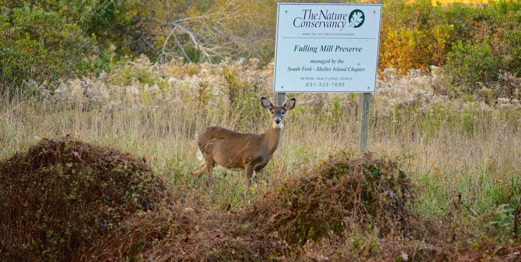 Falling Mill Preserve, East Hampton... Deer by dotcalm9