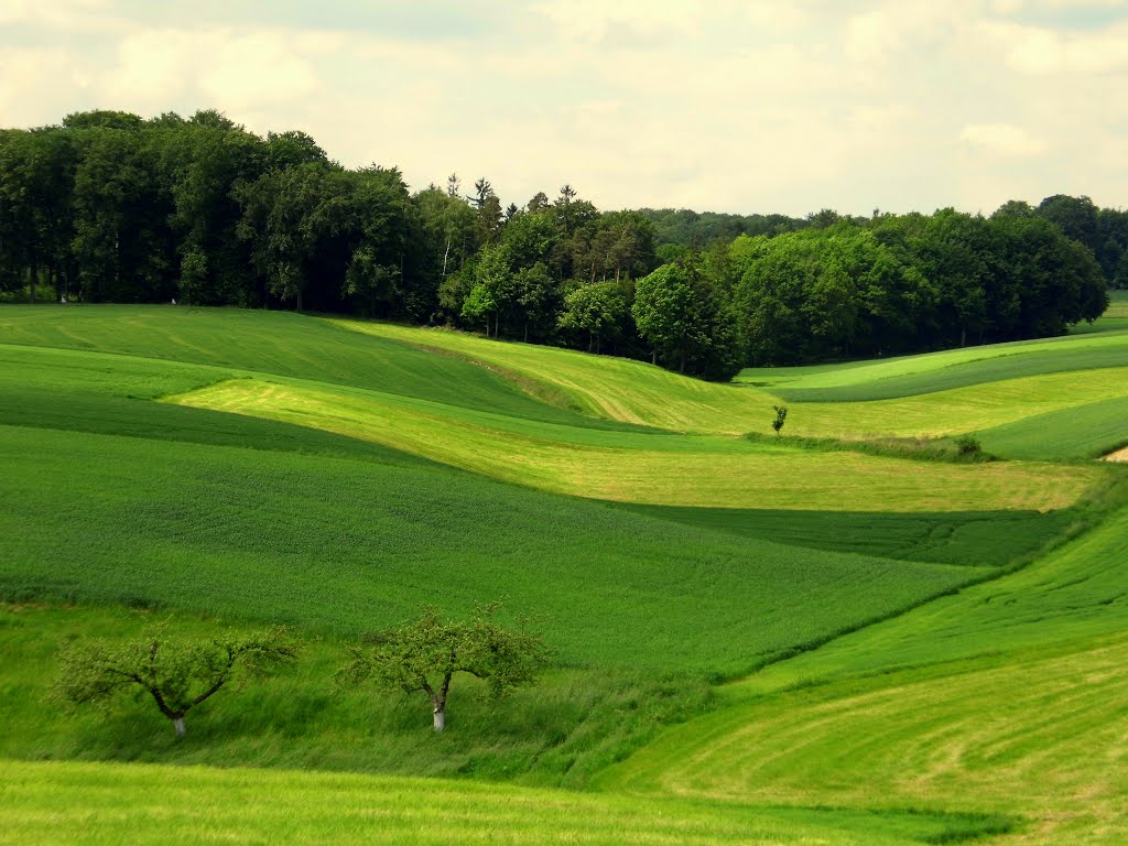 Zalesiańskie klimaty... Park Krajobrazowy Góra św. Anny by Halina Siwczyk